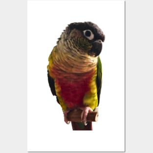 Green Cheek Conure Parrot Bird design, Love for birds Posters and Art